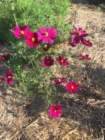 Helfende Hände für Gemeinschaftsgarten gesucht: Bauerngarten Bayern - Prichsenstadt Vorschau