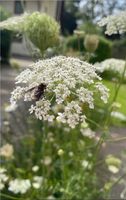 30 Samen Wilde Möhre, Schwalbenschwanz Schmetterling Naturgarten Bayern - Baldham Vorschau