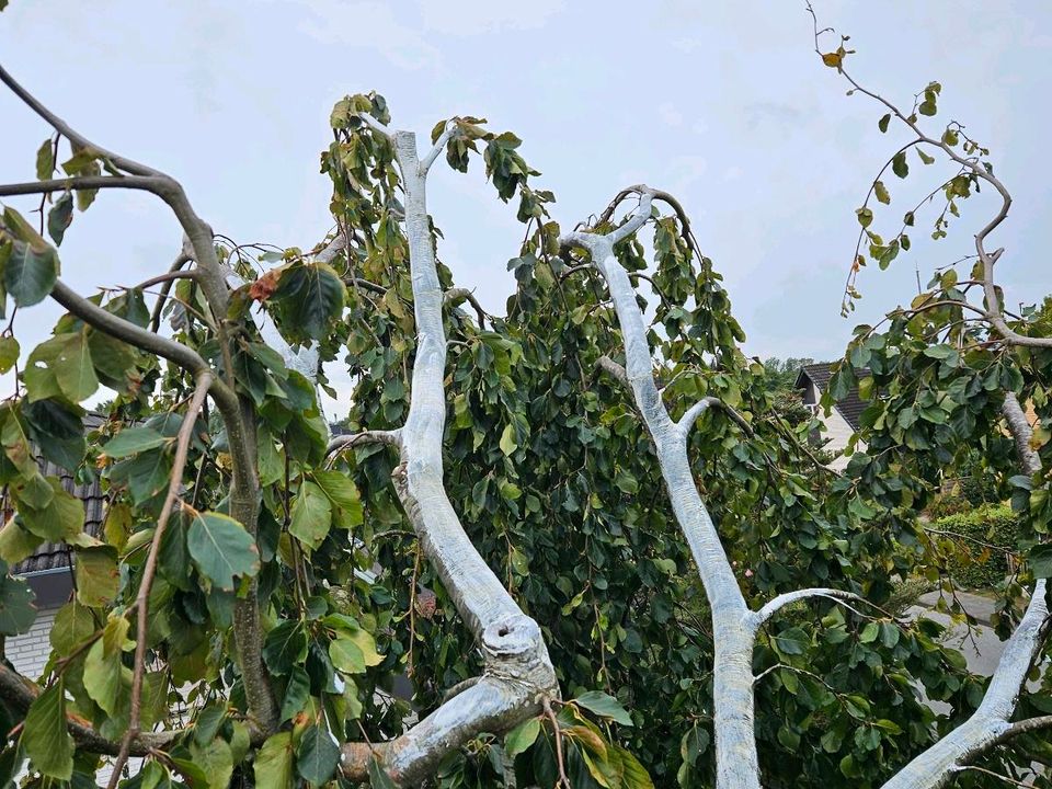 Heckenschnitt Heckenrodung Formschnitt Rückschnitt Gartenpflege in Bremerhaven