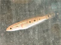 Augenfleck Schlangenkopffisch Channa pleurophthalma Baden-Württemberg - Rangendingen Vorschau
