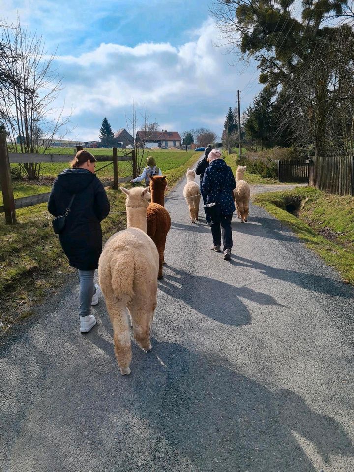 Alpakawanderungen/Alpakaspaziergang für Familie, Kinder, Teams in Bad Gottleuba-Berggießhübel