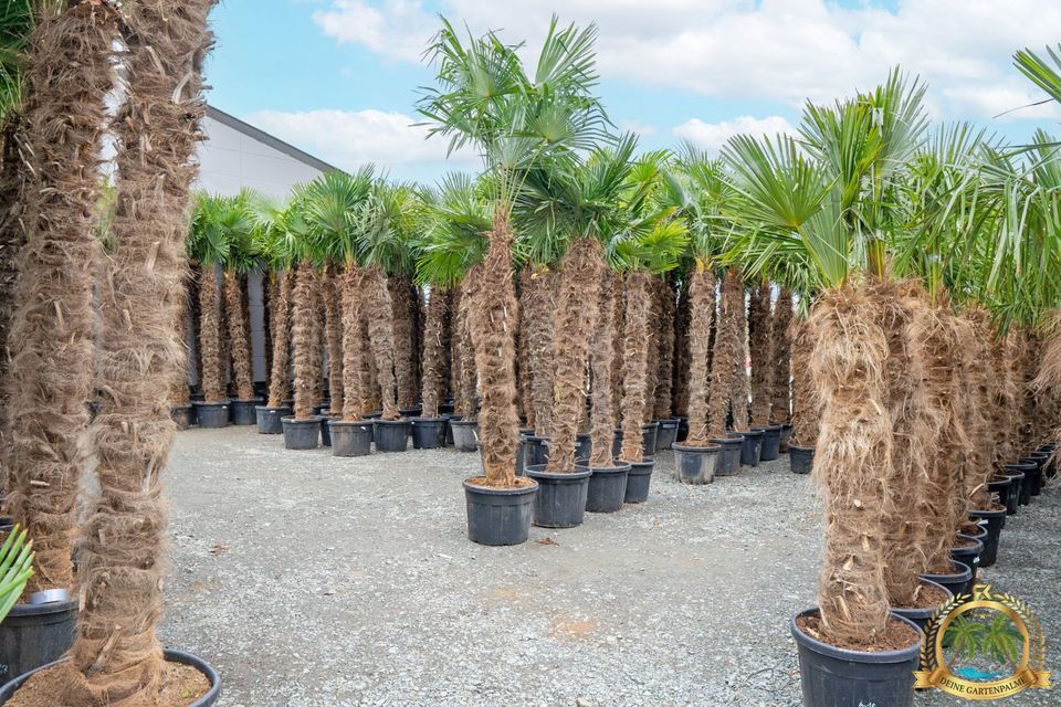 Trachycarpus Fortunei 130cm große Hanfpalme mit Pflanzenpass in Parkstein