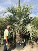 Butia Capitata Geleepalme Stamm ab ca. 30/40 cm GH ca 200cm Nordrhein-Westfalen - Recklinghausen Vorschau