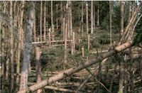 Wald Holz Bäume Sachsen - Wurzen Vorschau