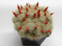 Mammillaria prolifera subsp. prolifera Nordrhein-Westfalen - Höxter Vorschau