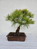 Bonsai Mädchenkiefer Niedersachsen - Ritterhude Vorschau