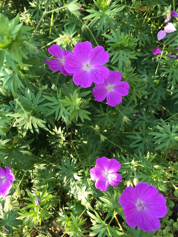 Bienenfreundliche Stauden, Blumen, Pflanzen, 10 Pfl. f. 15Euro in Bad Honnef