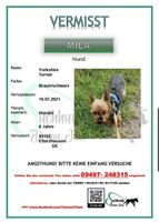 HUND VERMISST- MILA Bayern - Nittendorf  Vorschau