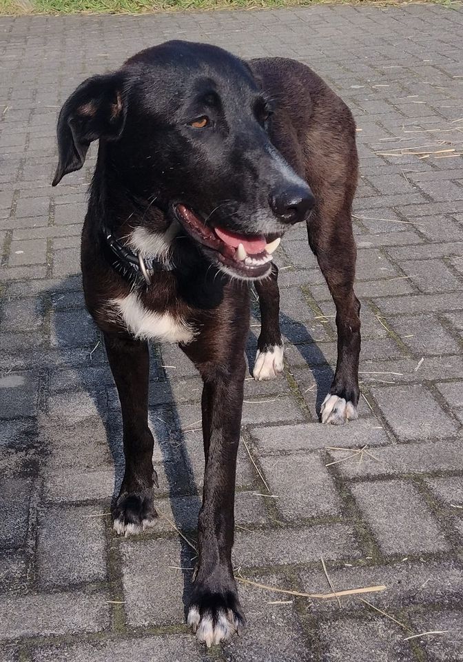 HENRY ❤️ Junger schwarzer lieber Rüde, freundlicher Gefährte in Alpen