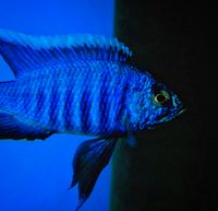 Copadichromis azureus mbenji Malawi nonmbuna Mecklenburg-Vorpommern - Gützkow Vorschau