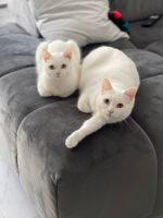 Katze  van bkh katze mama &Tochter Hamburg-Mitte - Hamburg Billstedt   Vorschau