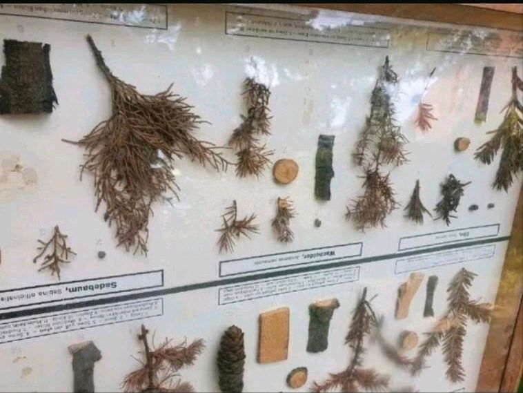 Große Schautafeln Schaukasten Herbarium Pflanzensammlung Lehrmitt in Pössneck