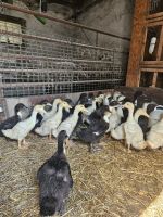Verkaufe Enten Kücken Mecklenburg-Vorpommern - Anklam Vorschau