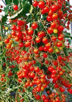 Tomaten und Co. Schleswig-Holstein - Sankt Margarethen Vorschau