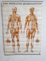 Muskelsystem Anatomie Poster des Menschen München - Sendling Vorschau