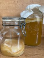 Kombucha Scoby Pilz Fermentieren Tee Schleswig-Holstein - Bargteheide Vorschau