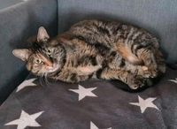 Katze dringend gesucht Nordrhein-Westfalen - Elsdorf Vorschau