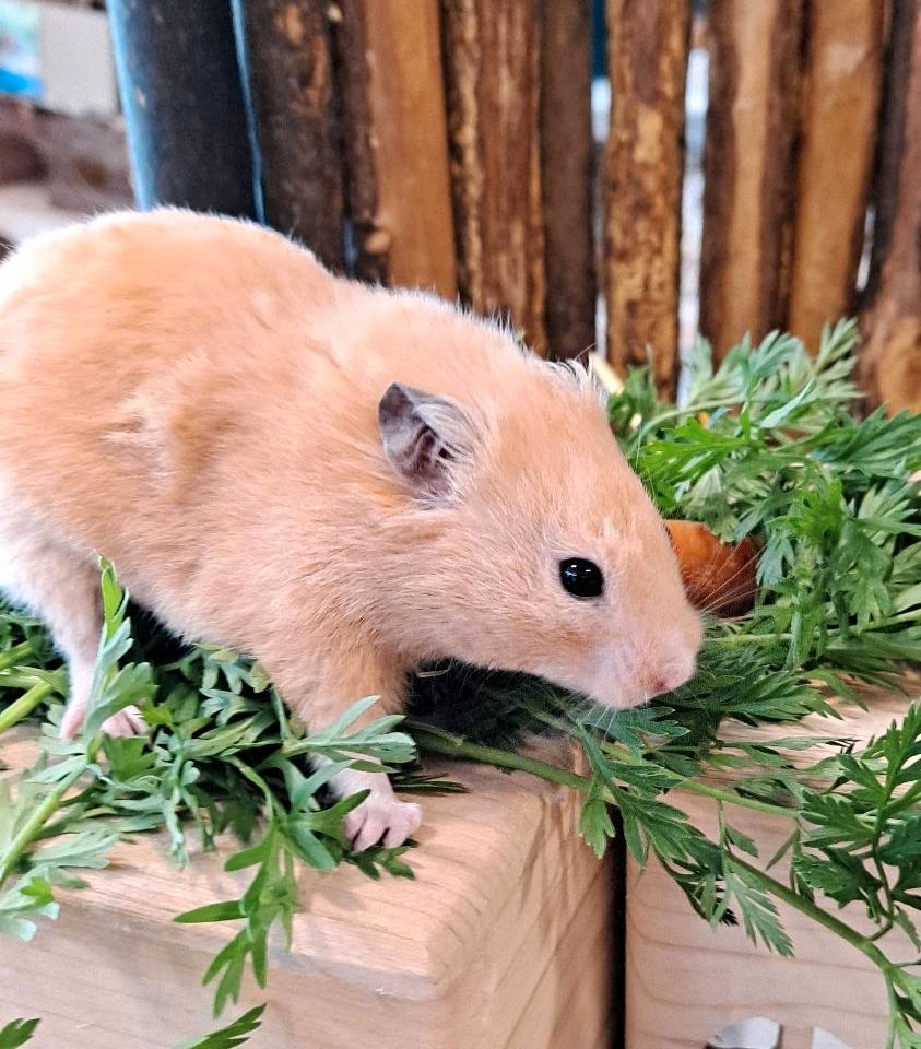 Goldhamster Hamsterladen Steinmann in Plettenberg