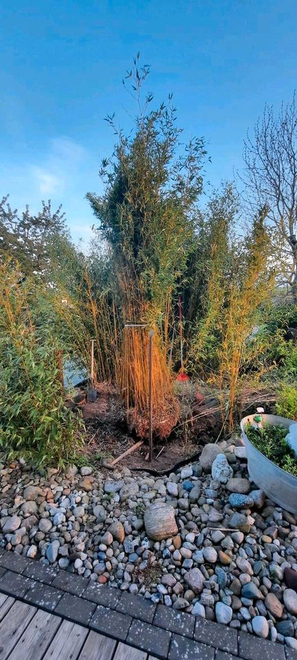 Goldener Peking Bambus Sichtschutz in Dingelstädt