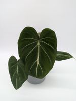 Philodendron Gloriosum Nordrhein-Westfalen - Castrop-Rauxel Vorschau