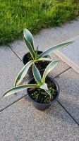 Schöne Agave Pflanze Americana Marginata Variegated Baden-Württemberg - Holzgerlingen Vorschau