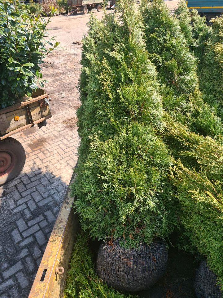 Thuja Smaragd Lebensraum in Leer (Ostfriesland)