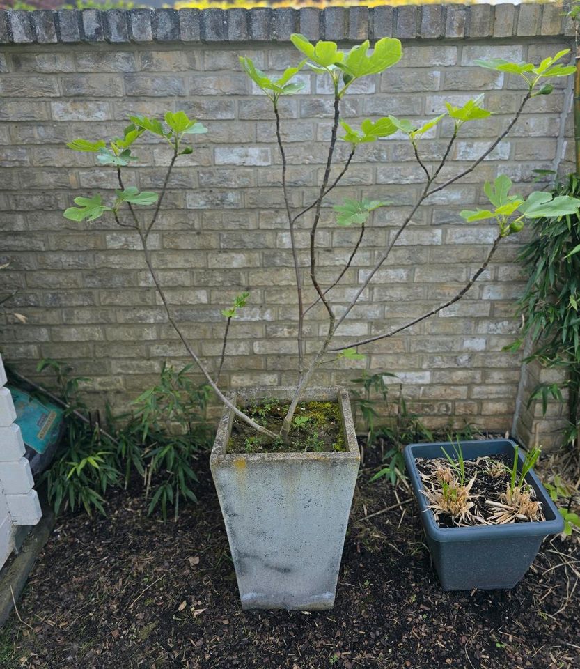 Feigenbaum 3 Jahre 1,20 cm mit Frucht anspruchslos in Korschenbroich