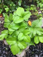 Erdbeere Himbeere Boretsch Brombeere Minze Rheinland-Pfalz - Leimersheim Vorschau