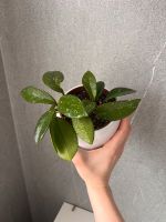 Hoya Canosa / Porzellanblume/ Zimmerpflanze Bayern - Hof (Saale) Vorschau