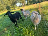 Schafe abzugeben Bayern - Eberfing Vorschau