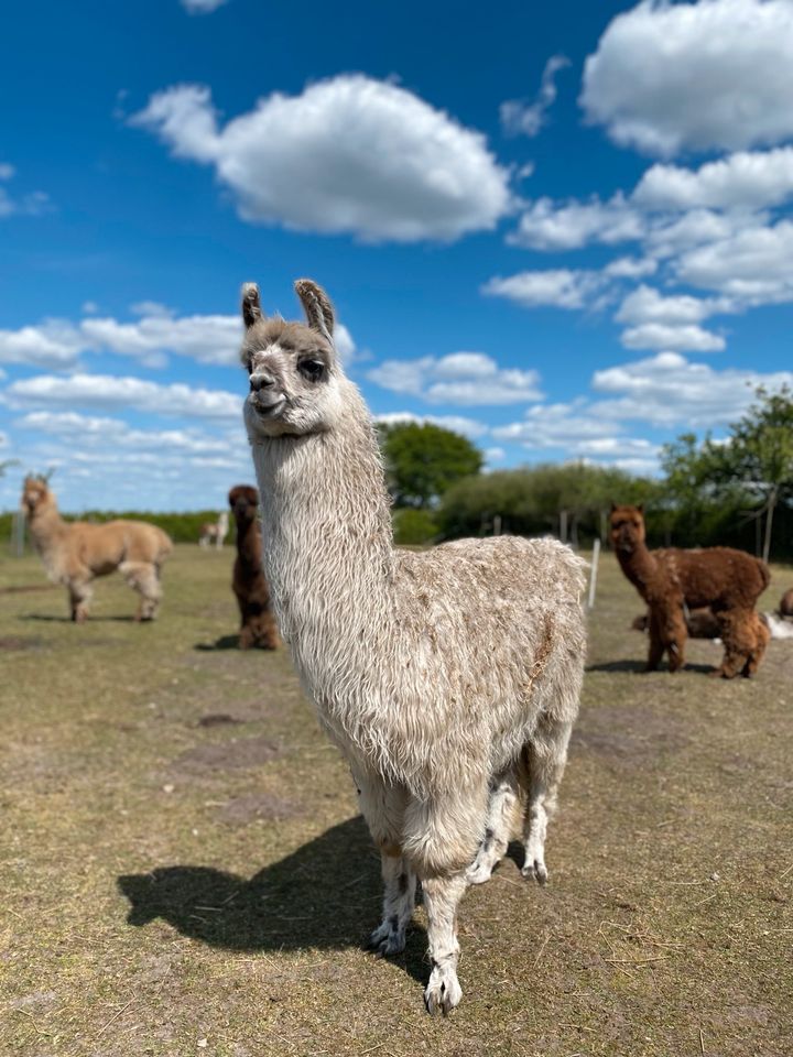 Mehrere Lamas und Alpakas zu verkaufen in Groß Rheide