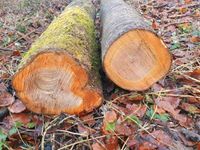 Wildkirsche Baumstämme,  Kirschbaum Holz, Bayern - Rennertshofen Vorschau