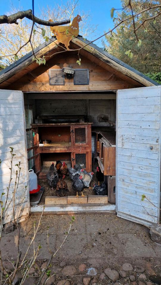 10 Bruteier Zwergwyandotten Zwerg Wyandotten Huhn Ei Eier in Nordholz