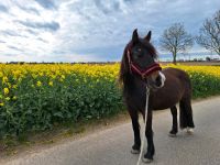 Pflegebeteiligung Pferd sucht Mensch Nordrhein-Westfalen - Alsdorf Vorschau