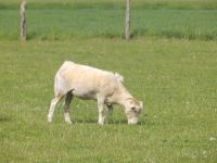 Nolana/Wiltshire Horn Schafe zu verkaufen Niedersachsen - Liebenau Vorschau