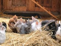 geimpfte Zwergkaninchen, Löwenköpfchen, kastriert, Hase Sachsen-Anhalt - Magdeburg Vorschau