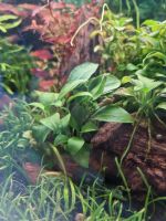 Anubias barteri var. nana 'Petite' Ableger Baden-Württemberg - Heidelberg Vorschau