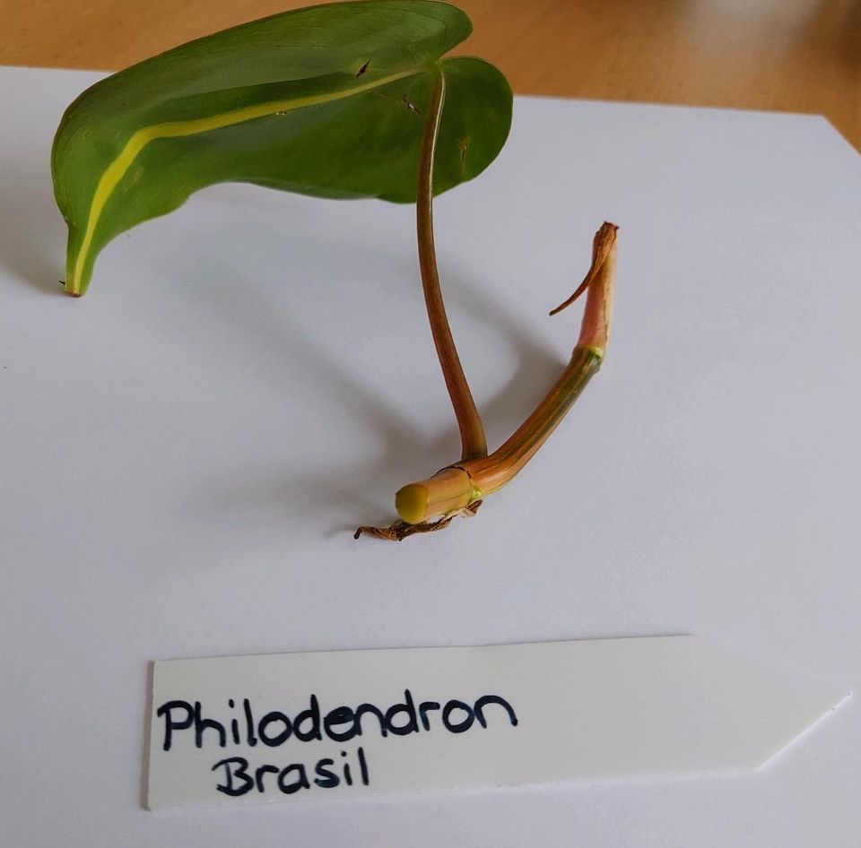 Philodendron Brasil Baumfreund Ableger Steckling Zimmerpflanze in Neresheim