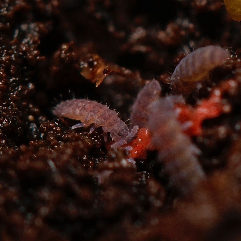 Ceratophysella sp. "Lilac" Springschwänze/ Bodenpolizei in Herrenberg