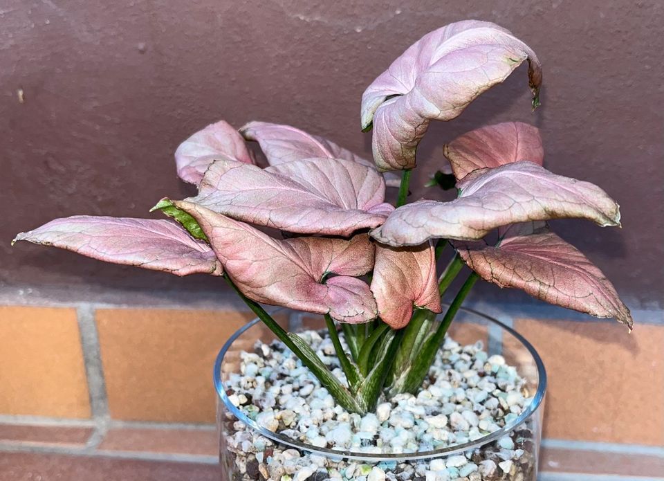 Syngonium Strawberry in Ramstein-Miesenbach