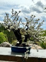 Bonsai Steinweichsel, Prunus mahalep Nordrhein-Westfalen - Hattingen Vorschau