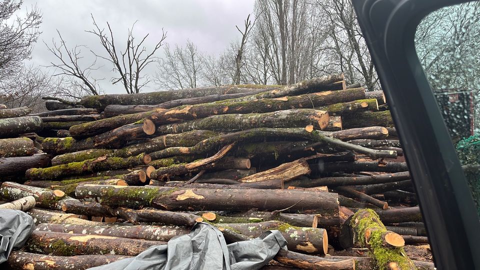 Brennholz frisch gespaltenes  Buche Eiche Laubholz gemischt in Saarwellingen