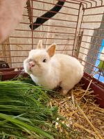 Winziger Kaninchen Rammler sucht liebe Leute Baden-Württemberg - Mühlacker Vorschau