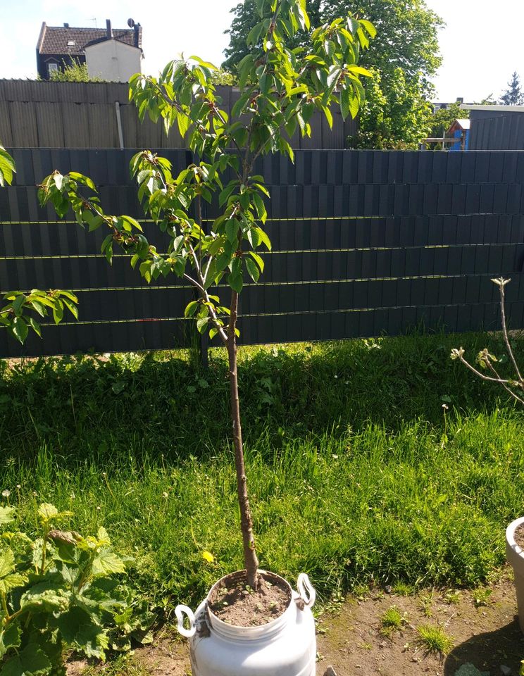 Obstbaum mit großen topf in Fulda