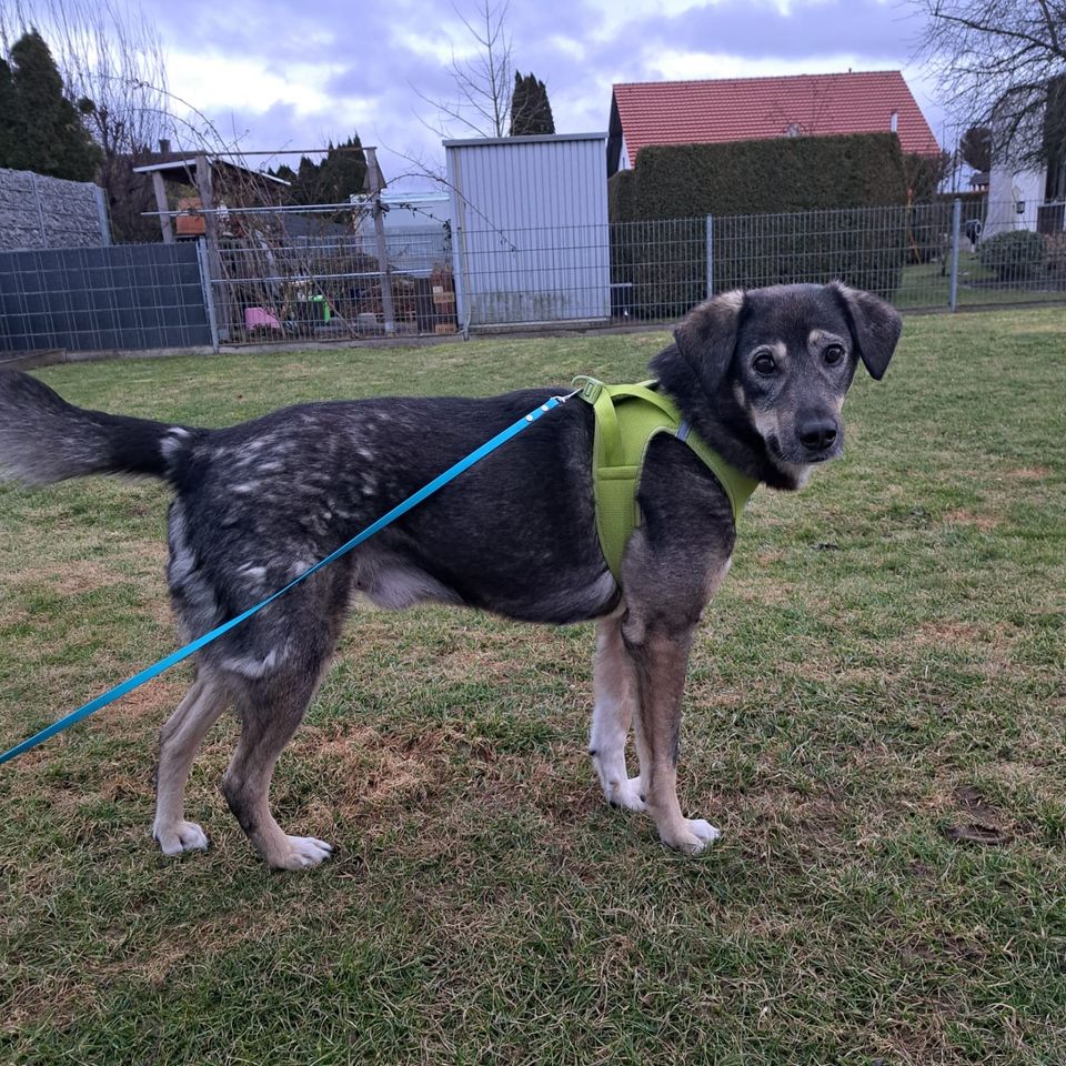 Lieber LUIS ❤️ a.d. Tierschutz sucht seine Familie in Döbeln