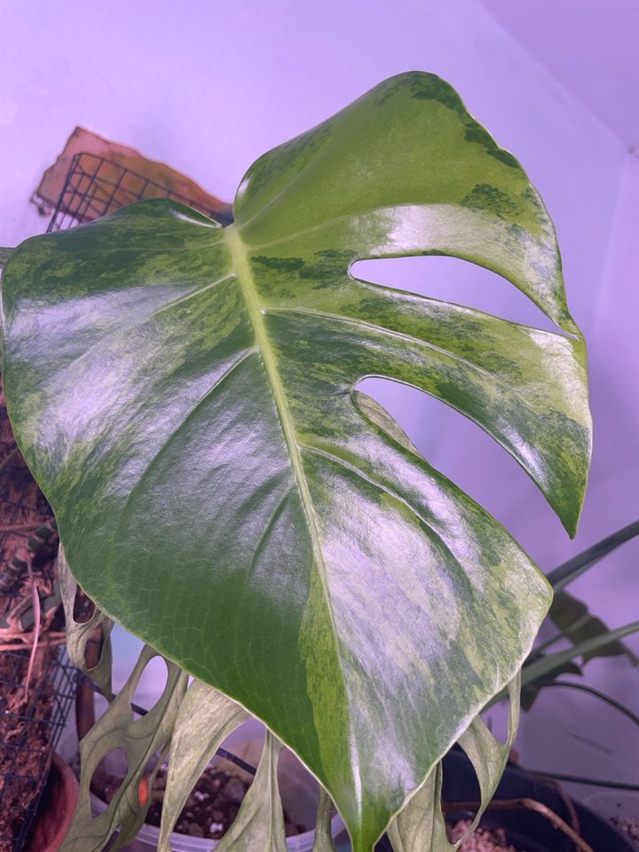 Monstera deliciosa tricolor variegata green mutterpflanze in Stuttgart