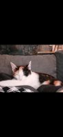 Katze vermisst Nordrhein-Westfalen - Ahaus Vorschau