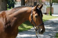 Biete Reitbeteiligung Nordrhein-Westfalen - Brilon Vorschau