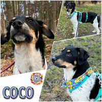 COCO (♀) in 21029 Hamburg Bergedorf - Hamburg Altengamme Vorschau