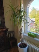 Drachenbaum - Dracaena marginata ca. 1,30 m Grünpflanze Zimmerpfl Dresden - Blasewitz Vorschau